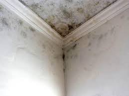 Reliable Level Plains, AL Mold Removal Solutions